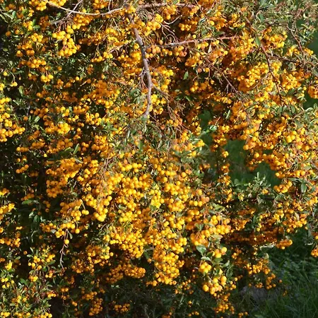 Domaine Des 4roses -spa Et Serenite * Furdenheim